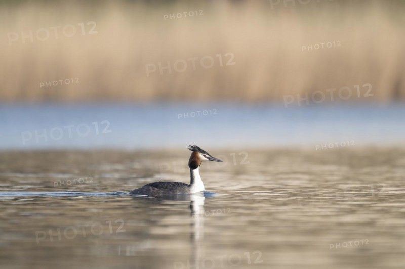 Great Crested Grebe (Podiceps cristatus), swimming on the lake, coming from the left, profile shot, blurred reed belt in the background, Lake Phoenix, Dortmund, Germany, Europe
