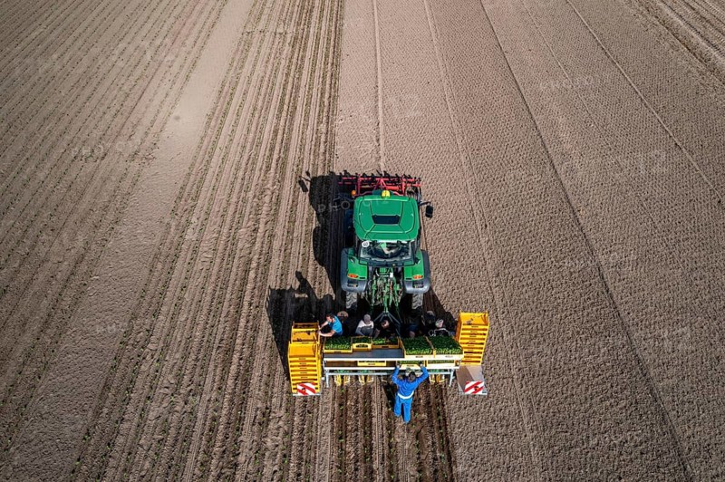 Vegetable cultivation, celery plants are planted in the field with a planting machine, Niederkrüchten, North Rhine-Westphalia, Germany, Europe