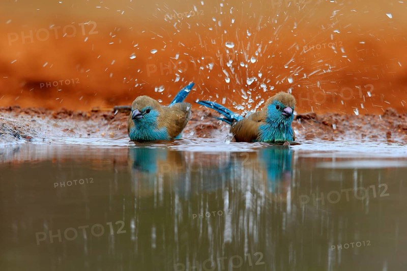 Angolan butterfly finch (Uraeginthus angolensis), blue-eared butterfly finch, adult, two birds, at the water, bathing, Kruger National Park, Kruger National Park, Krugerpark, South Africa, Africa
