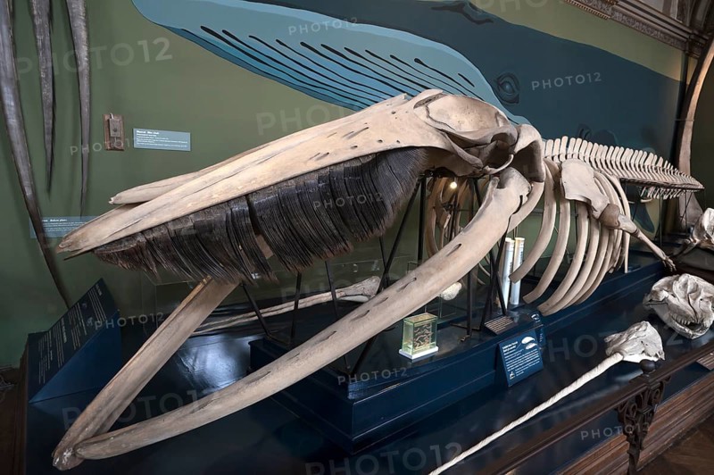 Skeleton of a fin whale (Balaenoptera physalus), Natural History Museum, opened 1889, Vienna, Austria, Europe