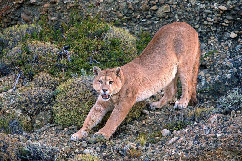 Cougar (Felis concolor patagonica) wbl. Torres del Paine NP, Chile, Torres del Paine NP, South America