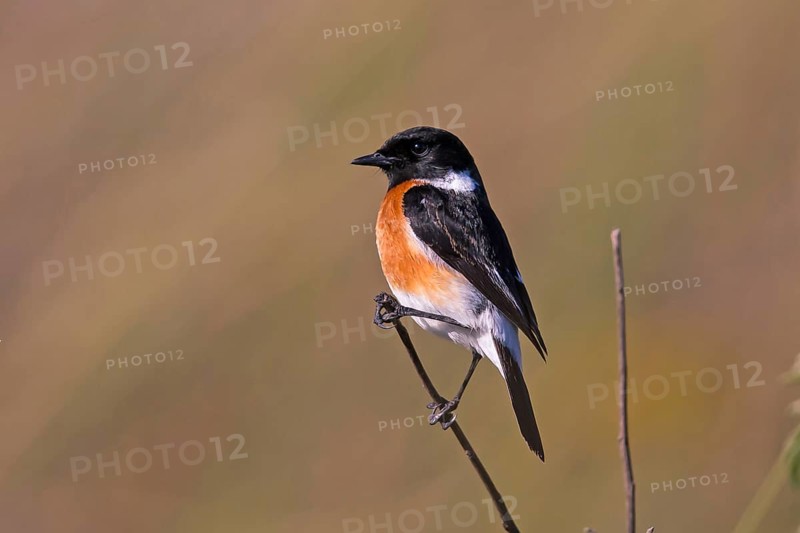 Stonechat, Saxicola torquata, Gemmi Pass, Bavaria, Bavaria, Federal Republic of Germany