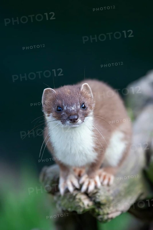European stoat (Mustela erminea) adult animal on a tree stump, United Kingdom, Europe