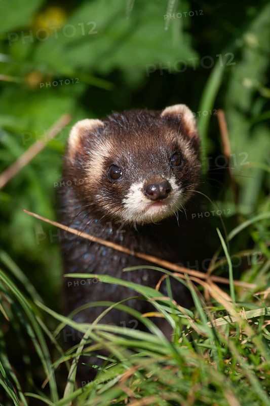 European polecat (Mustela putorius) adult animal in grassland, United Kingdom, Europe
