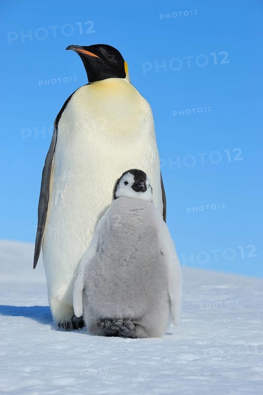 Emperor penguins, Aptenodytes forsteri, with a Chick, Snow Hill Island, Antartic Peninsula, Antarctica