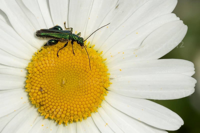 Thick-legged flower beetle (Oedemera nobilis) adult insect on a white Oxeye daisy flower, Suffolk, England, United Kingdom, Europe