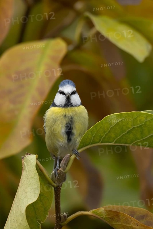 Blue tit (Cyanistes Caeruleus) adult bird amongst autumnal leaves of a garden Magnolia tree in the autumn, Suffolk, England, United Kingdom, Europe