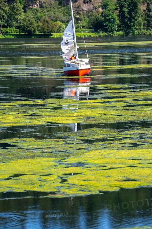 Green carpet of plants on Lake Baldeney in Essen, proliferating aquatic plant Elodea, waterweed, an invasive species, sailboat stuck, the fast-growing aquatic plant proliferates on large parts of the Ruhr reservoir, increased water temperatures accelerate growth, leisure boat traffic is severely impaired, sailboats, Essen, North Rhine-Westphalia, Germany, Europe