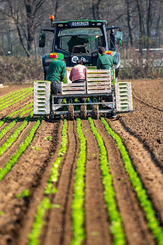 Agriculture, herb gardening, parsley is planted in rows in a field with a planting machine
