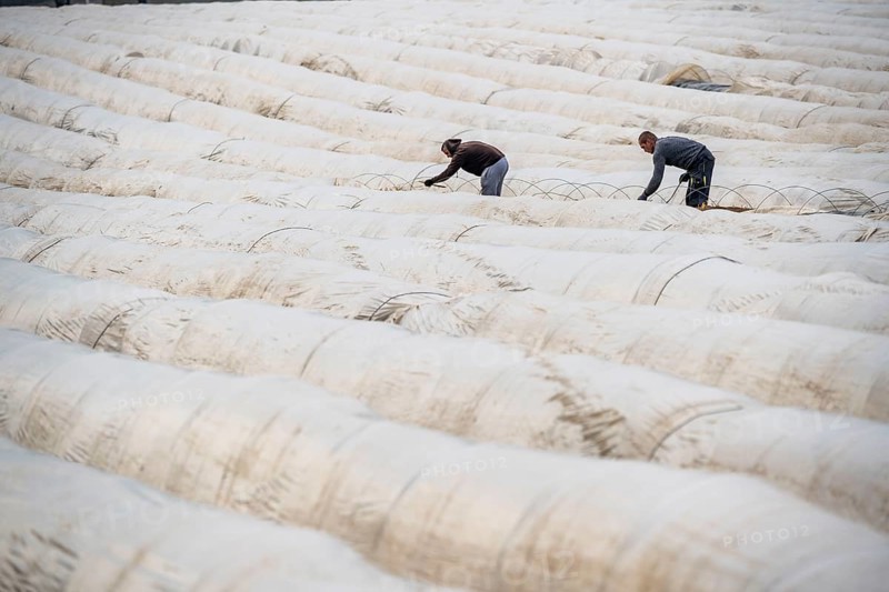 Asparagus harvest in the Rhineland, asparagus pickers at work in an asparagus field covered with plastic sheeting to allow the asparagus to grow better in the cold spring, Dormagen-Broich, North Rhine-Westphalia, Germany, Europe