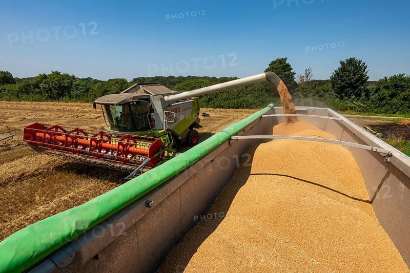 Agriculture, grain harvest, wheat, combine harvester harvesting in a wheat field, grain tank being emptied into a trailer, near Niederkrüchten, North Rhine-Westphalia, Germany, Europe