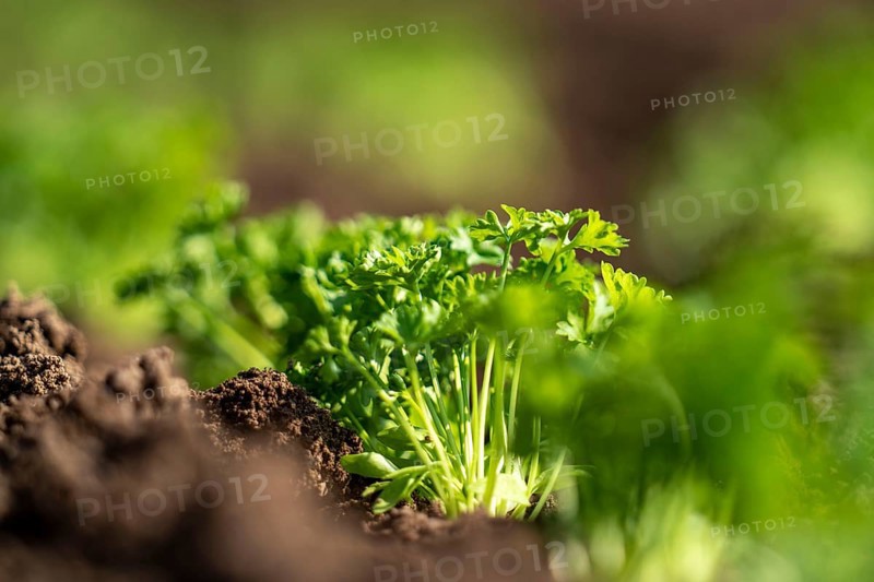 Agriculture, herb gardening, parsley plants, in a field, with a planting machine, planted in rows