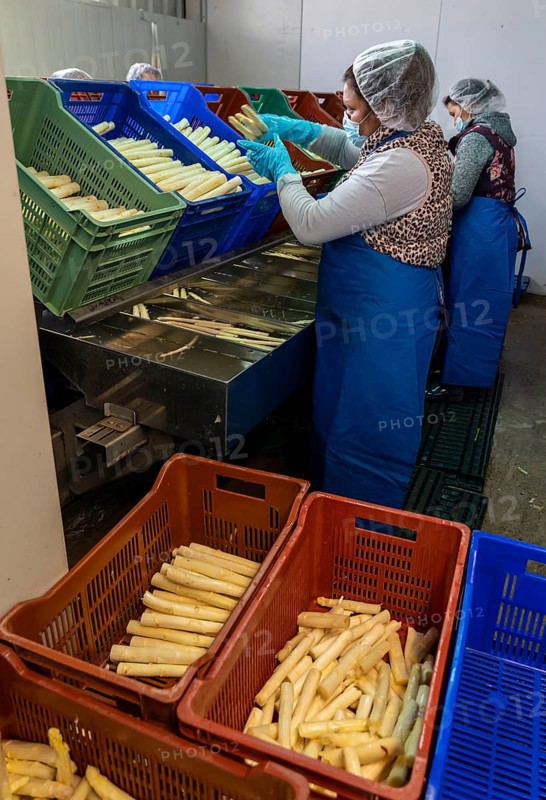 Asparagus farm, white asparagus is washed, cut and sorted by quality after harvesting, near Dormagen, Rhineland, North Rhine-Westphalia, Germany, Europe