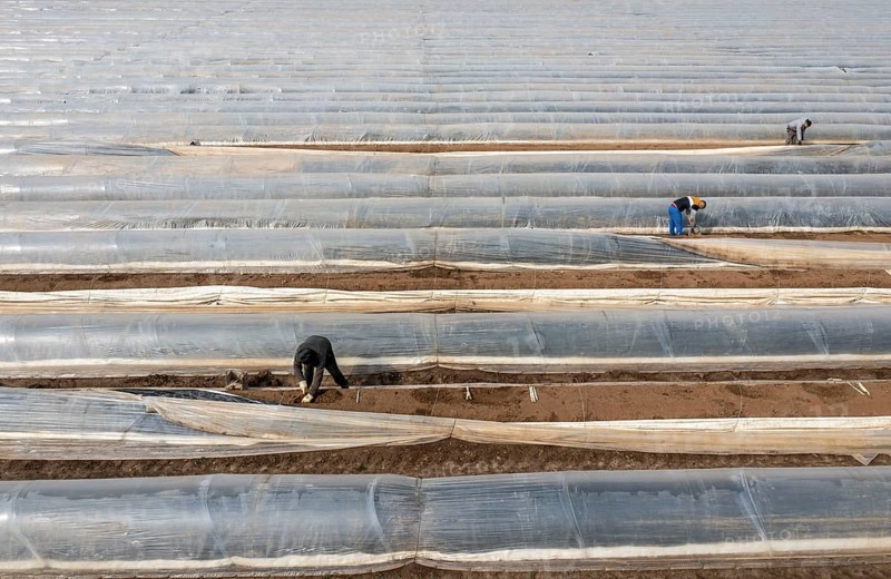 Asparagus harvest in the Rhineland, asparagus pickers at work in an asparagus field covered with plastic sheeting to allow the asparagus to grow better in the cold spring, Dormagen-Broich, North Rhine-Westphalia, Germany, Europe