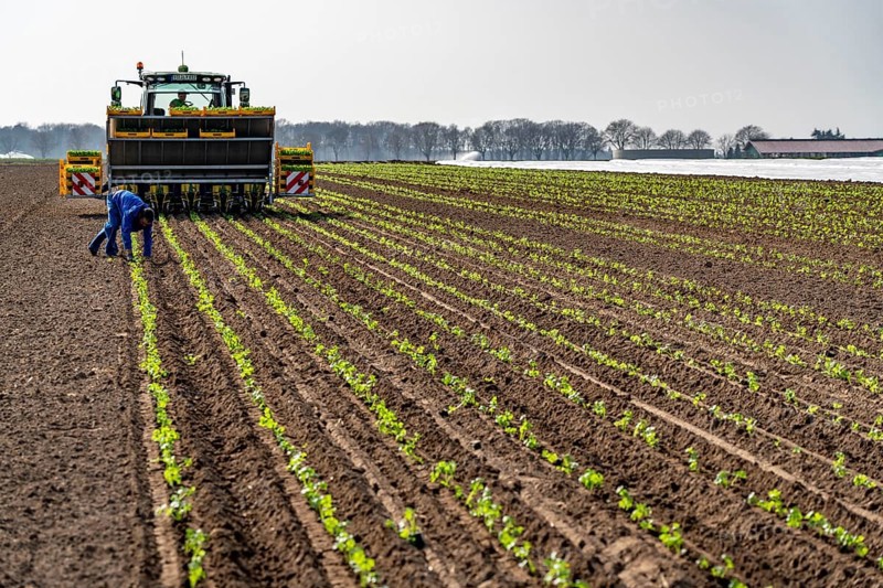 Vegetable cultivation, celery plants are planted in the field with a planting machine, Niederkrüchten, North Rhine-Westphalia, Germany, Europe