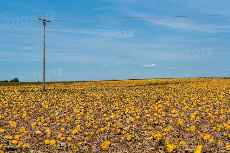 Field with Styrian oil pumpkins, partly dried up due to the drought in summer 2020, on the Lower Rhine near Uedem, North Rhine-Westphalia, Germany, Europe