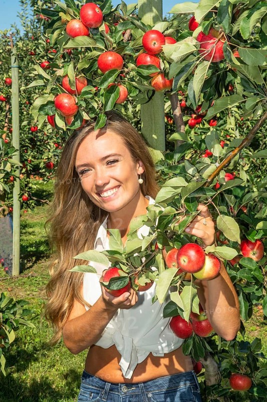 Young attractive blonde smiling woman picking apple in Scania fruit district, Kivik, Österlen, Scania, Sweden, Scandinavia, Europe