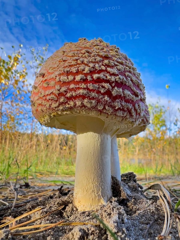 Red fly agaric (Amanita muscaria), poisonous mushroom, red cap with white spots, lucky mushroom, fruiting body, poisonous alkaloids muscimol and ibotenic acid, beadling relative, lamellae, spore dust, occurrence in coniferous and deciduous forests, poisoning, mushroom counselling, deep dump, post-mining landscape, Saxony-Anhalt, Germany, Europe