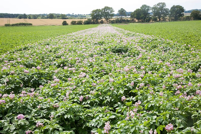 Rows of flowering potato potatoes growing in a field Suffolk, England, UK purple pink flowers blossom