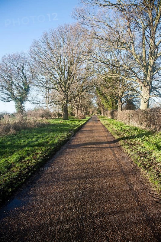 Landscape of long straight road passing trees in winter, Sutton, Suffolk, England, United Kingdom, Europe