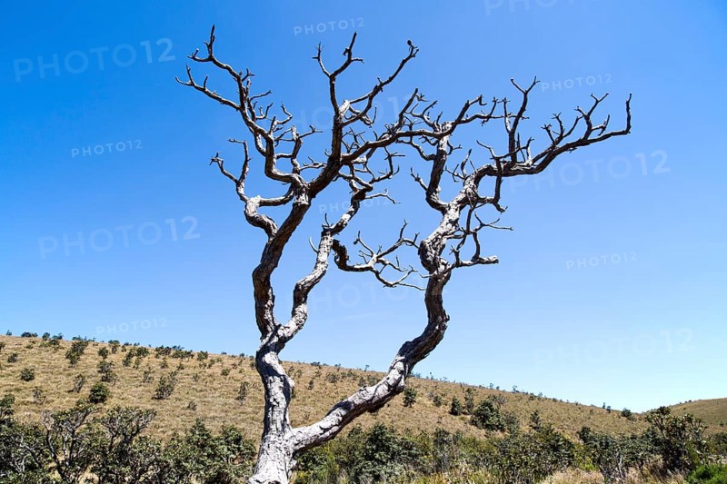 Dramatic dead Rhododendron arboreum tree branches blue sky, Horton Plains National Park, Central Province, Sri Lanka, Asia