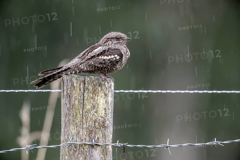 Nightjar, nightjar (Caprimulgus europaeus) sitting on a pasture fence, Emsland, Lower Saxony, Germany, Europe