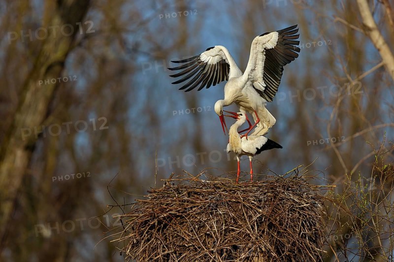 White stork (Ciconia ciconia), stork marriage, mating, copula, Altlu?heim, Germany, Europe