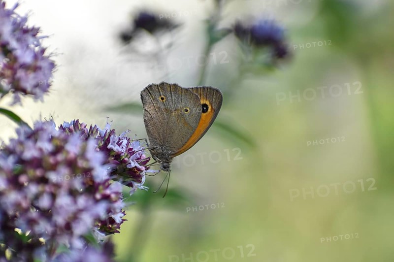 Meadow brown (Maniola jurtina) butterfly on oregano (Origanum vulgare) in the garden, Bavaria, Germany, Europe