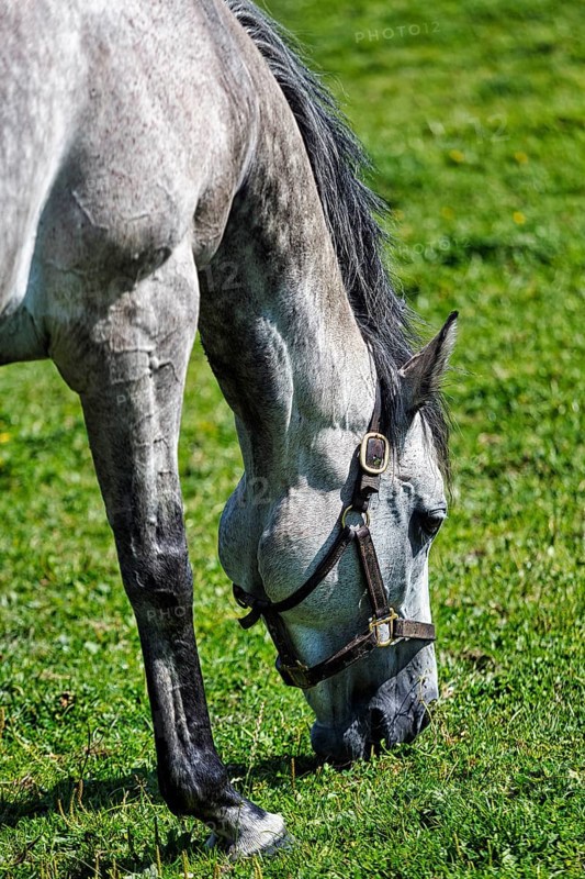 Thoroughbred horse grazing in a meadow, Irish National Stud, The Irish National Stud & Gardens, Tully, Kildare, Ireland, Europe