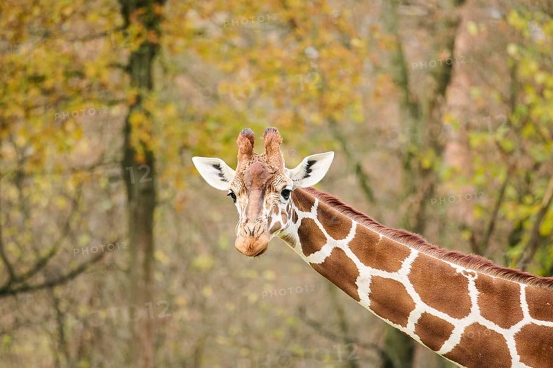 Reticulated giraffe (Giraffa camelopardalis reticulata), portrait, Germany, Europ, Europe