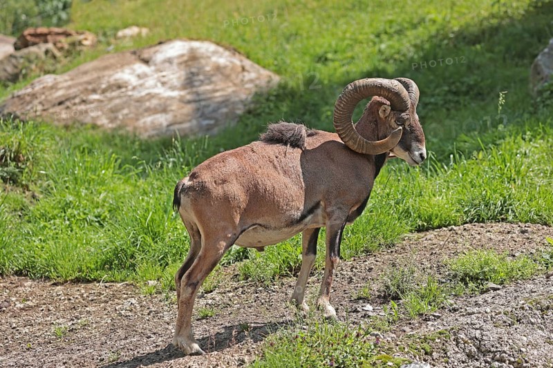 European mouflon (Ovis gmelini musimon), mouflon deer