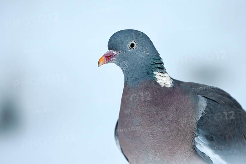 Wood pigeon (Columba palumbus), portrait, in the snow, winter feeding, Oberhausen, Ruhr area, North Rhine-Westphalia, Germany, Europe