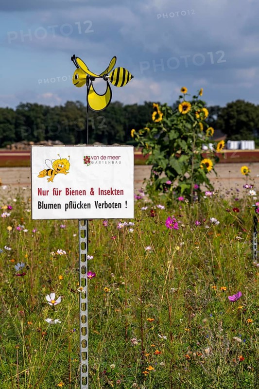 Flowering strips on an open-air area of a horticultural farm, autumn plants, heather plants, the various flowers and plants not only beautify the landscape, they are intended to provide bees and other insects, pollinators, a diverse range of flowers, also serve as biological pest control, near Kevelaer, North Rhine-Westphalia, Germany, Europe