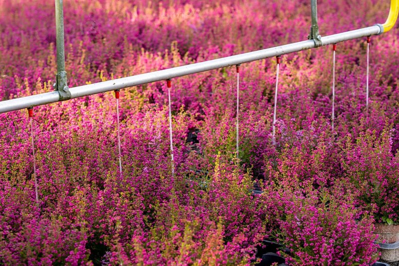 Automatic irrigation on an outdoor area of a horticultural business, autumn plants, heather plants, bell heather, near Kevelaer, North Rhine-Westphalia, Germany, Europe