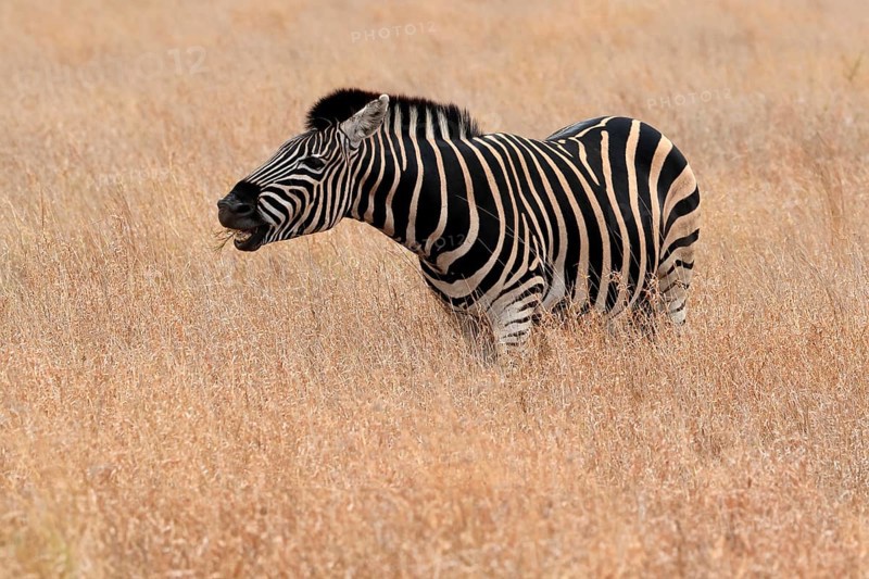 Burchell's zebra (Equus quagga burchelli), Burchell's zebra, adult, feeding, Kruger National Park, Kruger National Park, Kruger National Park South Africa