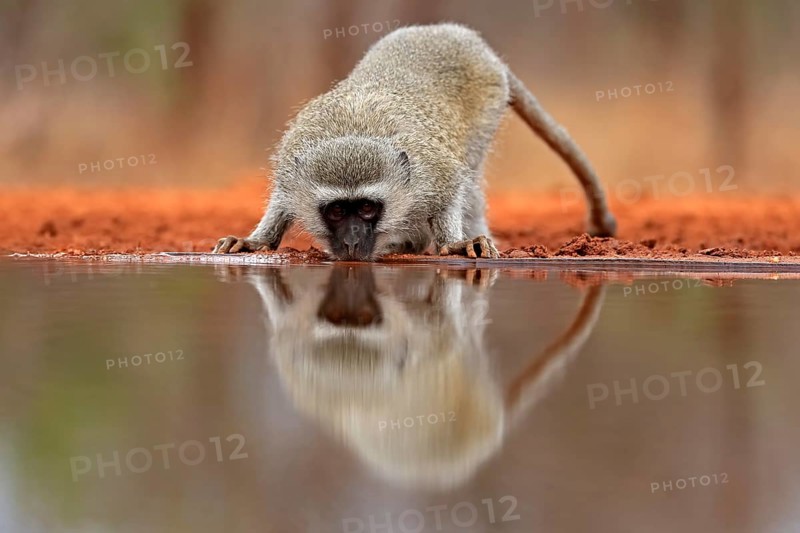 Vervet Monkey (Chlorocebus pygerythrus), adult, drinking, at the water, Kruger National Park, Kruger National Park, Kruger National Park South Africa