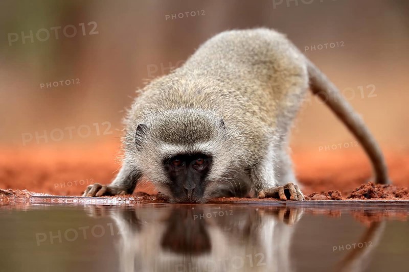 Vervet Monkey (Chlorocebus pygerythrus), adult, drinking, at the water, Kruger National Park, Kruger National Park, Kruger National Park South Africa
