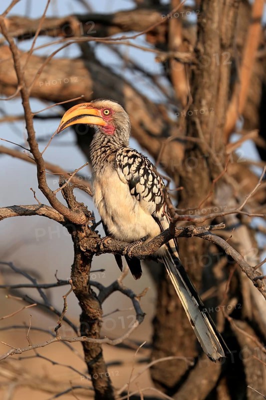 Southern Yellow-billed Hornbill, Red-ringed Hornbill (Tockus leucomelas), adult, on wait, Kruger National Park, Kruger National Park, Kruger National Park South Africa