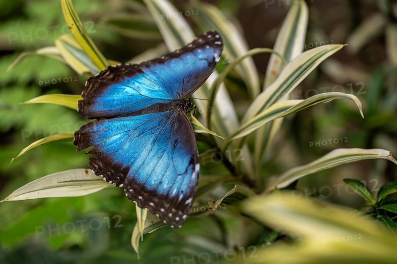 Morpho helenor, blue morpho butterfly sitting on a leaf, Alajuela province, Costa Rica, Central America