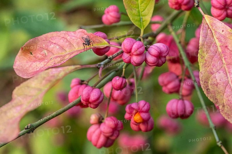 European spindle bush (Euonymus europaeus), Emsland, Lower Saxony, Germany, Europe