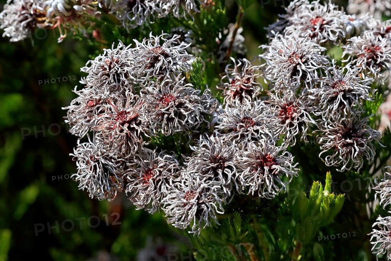 Serruria fucifolia (Serruria fucifolia), flowers, flowering, bush, fynbos, Kirstenbosch Botanical Gardens, Cape Town, South Africa, Africa