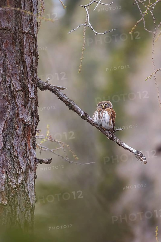 Pygmy owl (Glaucidium passerinum), Luce, Mountain area, Luce, Styria, Slovenia, Europe
