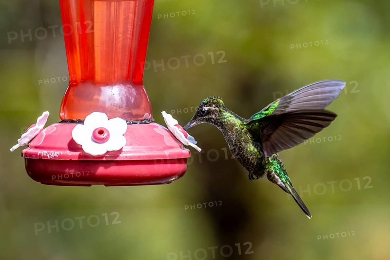Violet-crowned Brilliant Hummingbird (Eugenes fulgens syn. Eugenes spectabilis), Los Quetzales National Park, Costa Rica, Central America