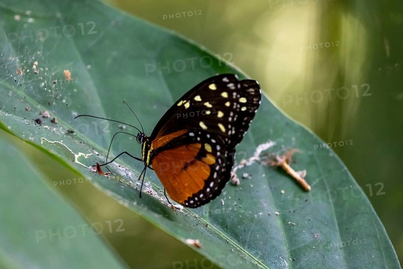 Tarricina half-glasswinged butterfly (Tithorea tarricina pinthias), red and black butterfly sitting on a leaf, Corcovado National Park, Osa Peninsula, Puntarena Province, Costa Rica, Central America