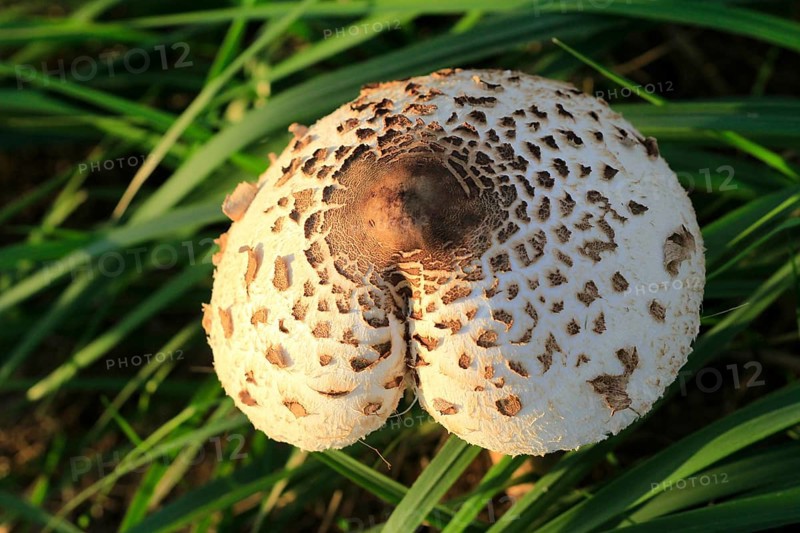 Parasol mushroom, September, Usedom, Mecklenburg-Western Pomerania, Germany, Europe