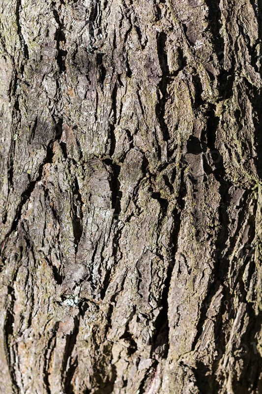 Texture of grey bark in autumn sunlight