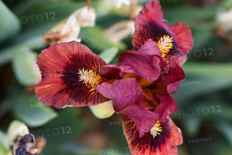 Beautiful multicolored iris flower bloom in the garden. Close up, fragility and summer concept
