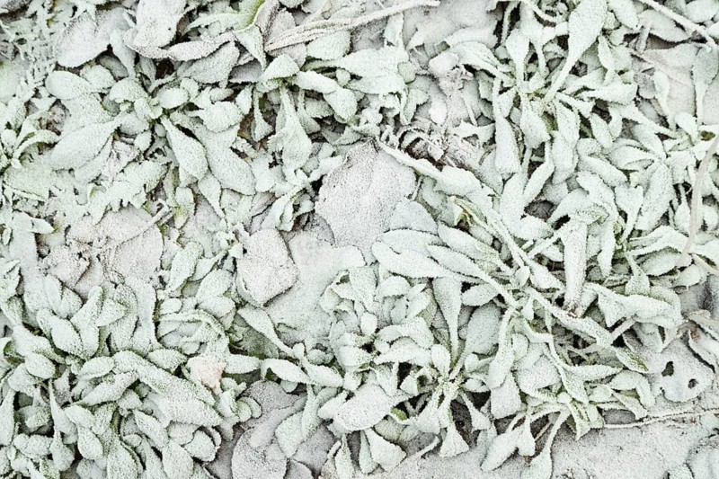 Leaves and grass covered with hoarfrost. Abstract floral background, garden and winter concept. Frost texture, close up, flat lay, top view