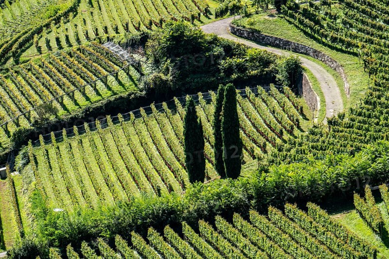 Landscape in the Adige Valley, in South Tyrol, above the village of Tramin, vineyards dominate the mountain slopes, home of the Gewürztraminer grape, Italy, Europe