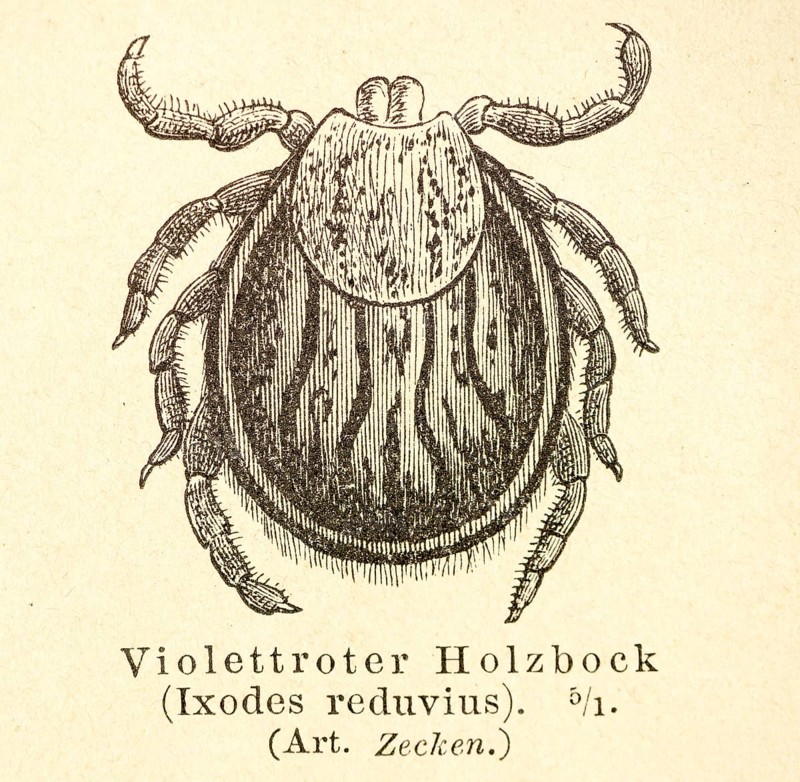 Historical wood engraving, illustration from Meyers encyclopedia 4th edition 1889 and 1890, female tick, castor bean tick (Ixodes ricinus) (old synonym: Ixodes reduvius), carrier of the disease Lyme disease, detailed illustration in black and white on old paper, Germany, Europe